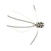 Turrall Leggy Widow Foam Popper Trout Fly